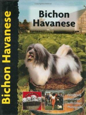 Bichon havanese zoila - havanese,