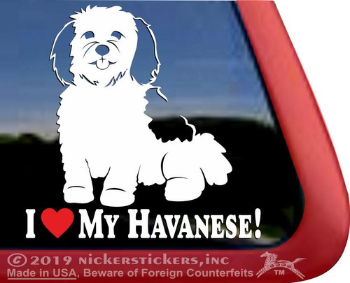 Love havanese sitting - love, my