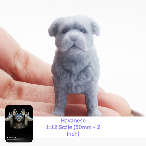 Havanese 12 scale - havanese, 1:12